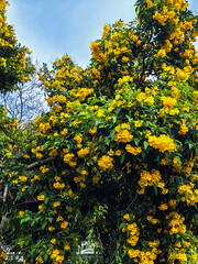 Yellow elder, Yellow trumpet, Trumpet vine flowers, Ginger Thomas. Tecoma stans or yellow bell blooming with nature background. Beautiful yellow flowers blossom with green leaves. Nature wallpaper.