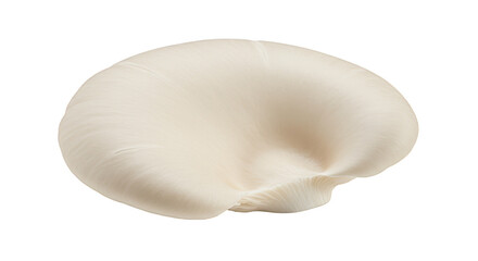 Oyster Mushroom Food Ingredient Healthy Vegan Organic Isolated Still