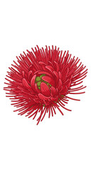Red Flower Isolated Illustration With Transparent Background Graphic Design