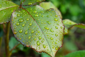 Dewy rose leaf glistens in morning light after refreshing rain, showcasing nature's delicate beauty in vibrant green hues