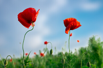 Bright red poppies bloom in a lush green field under a clear blue sky at sunrise in springtime nature