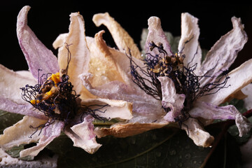 Fiori ormai appassiti di passiflora, isolati in primo piano, composizione su fondo nero