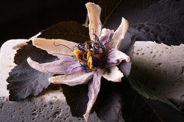 Fiori ormai appassiti di passiflora, isolati in primo piano, composizione su fondo nero