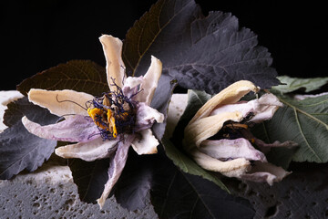 Fiori ormai appassiti di passiflora, isolati in primo piano, composizione su fondo nero