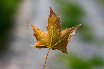 autumn leaves on a tree
