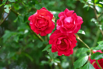 pink roses in garden
