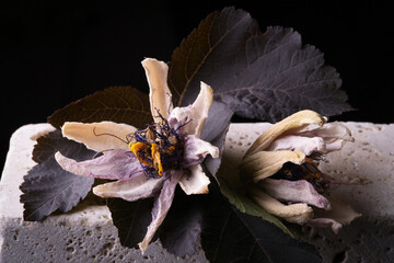 Fiori ormai appassiti di passiflora, isolati in primo piano, composizione su fondo nero