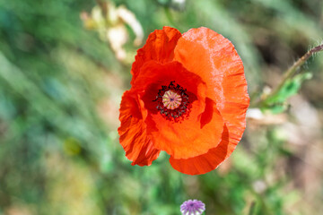 red poppy flower