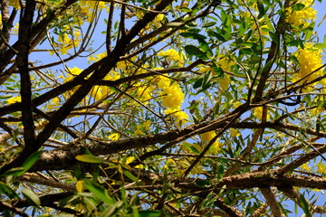 Tabebuia (Handroanthus chrysotrichus), Yellow Tabebuia or Golden Trumpet Tree. Tabebuia is a genus of flowering plants in the family Bignoniaceae.