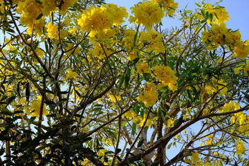 Tabebuia (Handroanthus chrysotrichus), Yellow Tabebuia or Golden Trumpet Tree. Tabebuia is a genus of flowering plants in the family Bignoniaceae.
