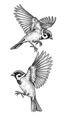 Fototapeta premium Silhouette Flying Birds Illustration Wildlife in Flight Transparent Background