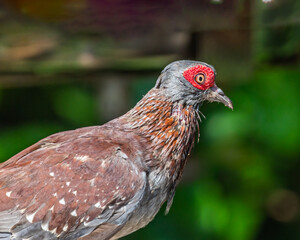 A Speckled Pigeon