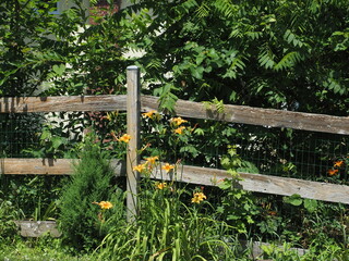 The flowers are near the wooden fence and grass.