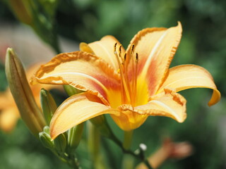 An orange lily flower in the garden.
