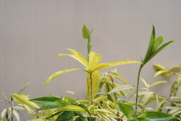 Vibrant Yellow Plant Shoots Close-Up of New Growth and Lush Foliage