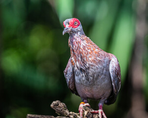 A Speckled Pigeon