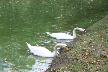 white swan on the lake