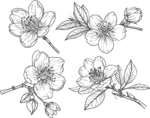 Fototapeta premium Set of Delicate Floral Blossom Branch Illustrations