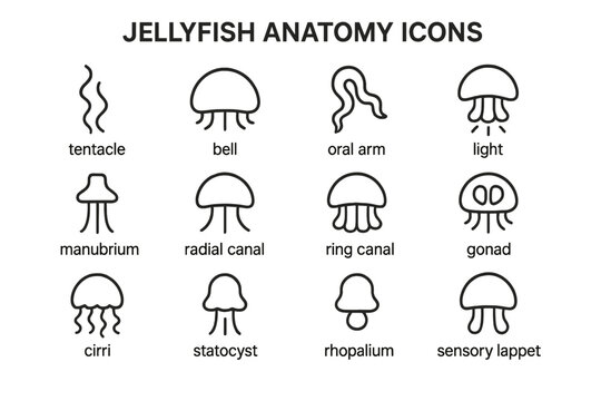 Jellyfish anatomy icons: tentacle, bell, oral arm, manubrium, radial canal