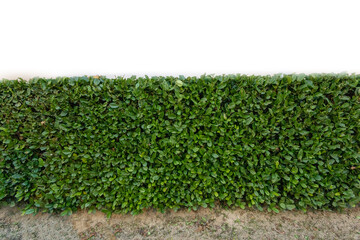 View of Lush Green Hedge Surrounded, focus selective