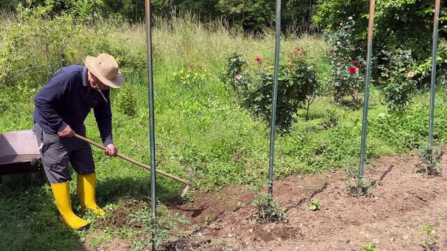 Elderly farmer is hoeing the soil in the vegetable garden on a hot summer day.