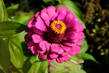 Obraz premium Zinia is a garden flower of crimson color with a curly plan
