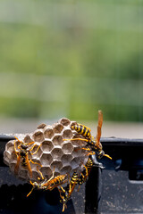 Paper Wasps on Nest  Outdoors. Polistes dominula wasp nest.