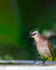 Yellow Vented bulbul