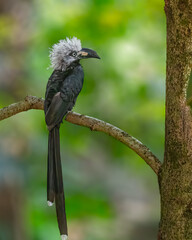 White Crested Hornbill