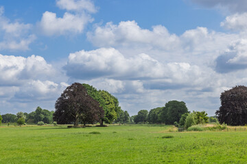 A serene Dutch meadow with scattered trees under a vast sky filled with fluffy clouds, evoking a...