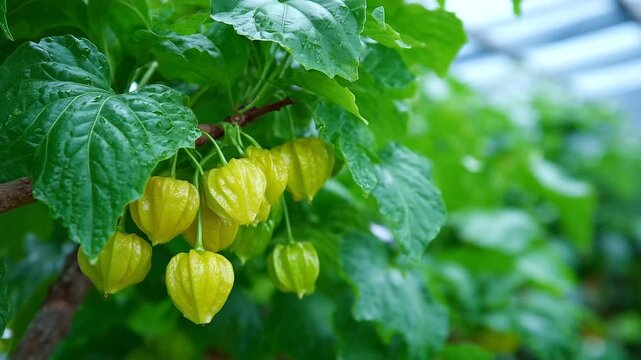 Tiny ground cherries beneath wide umbrella leaves, glowing in soft filtered light from the glass roof above