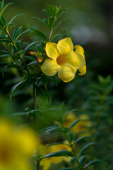 A yellow Allamanda flower in the light of the setting sun