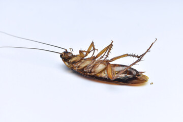 Close-up photo of a dead cockroach lying on its back isolated on white background