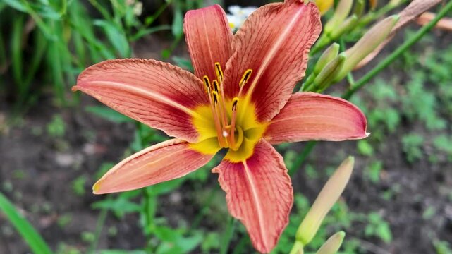 red lily. Watering beautiful red lily flower on black background. Close-up of sprays water on flowers Lily. Care of home plants. Beautiful flowers day lily opening. Blooming of lily flowers
