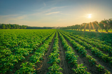 Potato cultivation field in Maremma at sunset. Castagneto Carducci, Tuscany, Italy