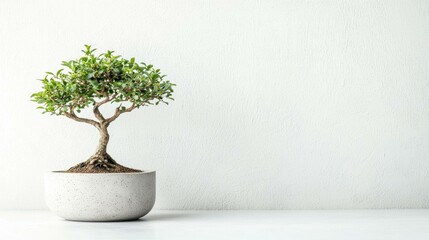 Mini Tabletop Pot with Bonsai Tree in Matte Concrete Finish