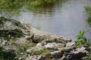 Crocodile on rocks by river in Serengeti, Tanzania