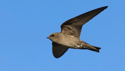 Obraz premium Close up photo of a swiftlet flying against a blue sky background