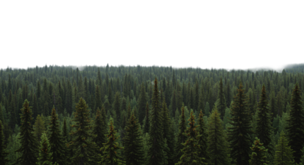 Vast, dense boreal forest with towering evergreen spruce and pine trees under a stark white overcast sky, a wide-angle, high-angle panoramic view emphasizing untouched wilderness, profound isolation