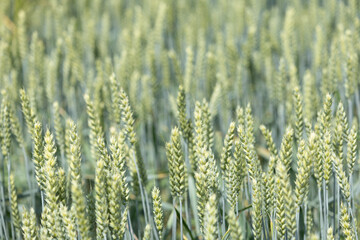 Closeup view of a lush wheat field with green ears of wheat, showing agricultural abundance.