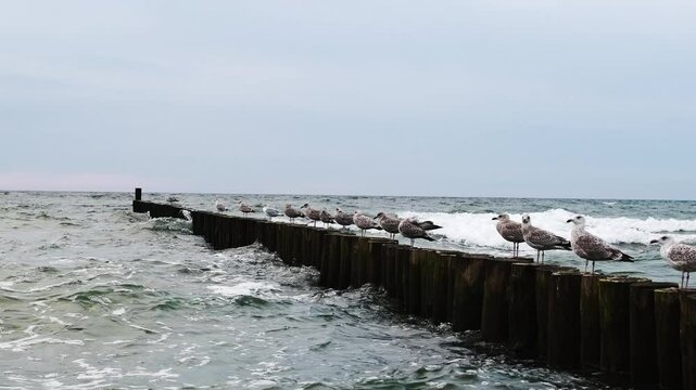 Seagulls Sitting On Wooden Groynes In A Row On The Baltic Coast