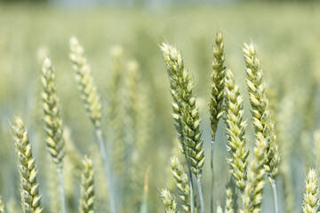 Closeup of green wheat ears in a field with soft focus background.