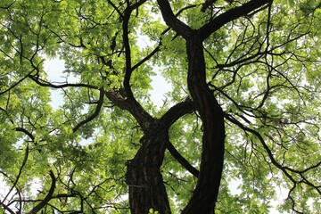 trees in the forest, green acacia tree in summer