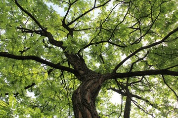 green acacia tree in summer