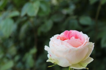 pink rose, pink roses in garden