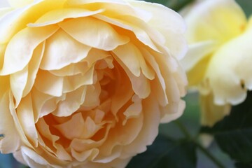 yellow rose flower,  roses in garden