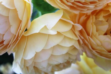 yellow rose flower,  roses in garden