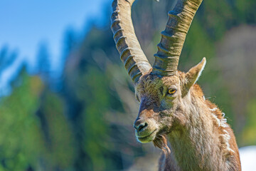 Steinbock - Alpensteinbock - Allgäu - Walsertal - Wild