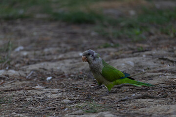 Green parrot standing on earthy ground with scattered twigs and grass.