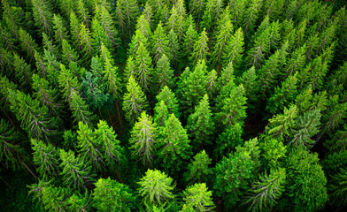 Aerial treetop view from a suspension bridge in Bad Wildbad, Black Forest (Germany) in summer. European silver fir trees (Abies alba). Wide angle perspective from above. Monochrome green nature.